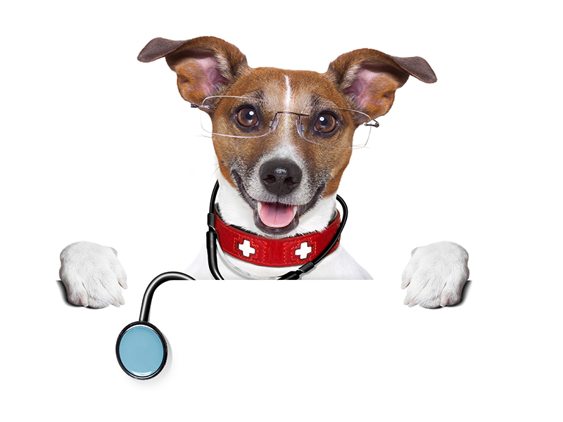 Dog Wearing Stethoscope