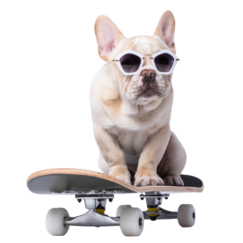 French bulldog wearing sunglasses riding a skateboard — illustrating Websnare adaptability and modern tech support