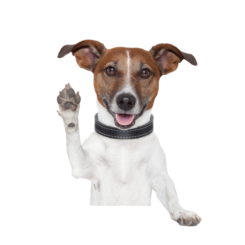 Brown and white dog raising paw as a promise — symbolizing Websnare’s commitment to reliable website support and client care