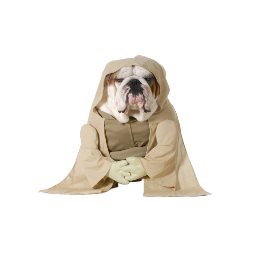 Senior bulldog dressed as a wise Jedi guide — representing experience, mastery, and trusted expertise at Websnare
