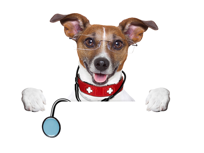 Friendly jack russell terrier with stethoscope offering website support for Websnare in Helena Montana